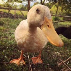 Using Poultry in the Garden Image